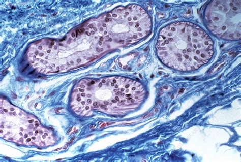 Sweat Gland In Skin Stock Image P7100334 Science Photo Library