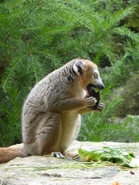 Female Crowned Lemur Zoochat