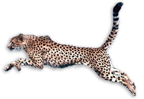 Cheetah Hunting Png | PNG Images Download | Cheetah Hunting Png pictures Download | Cheetah ...