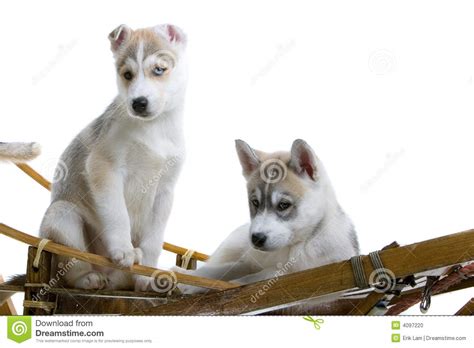 Young Siberian Husky Dogs Stock Photo Image 4097220