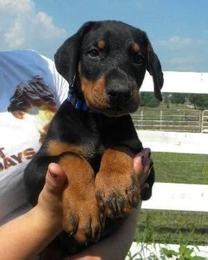 I googled doberman puppies in michigan and found some websites that had them for sale, then i went to those people's websites after getting the information. Superior Doberman puppies. for Sale in Tecumseh, Michigan Classified | AmericanListed.com