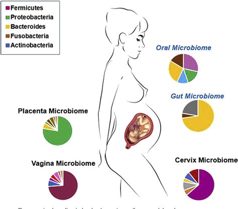 Figure 1 From Maternal Microbiome A Pathway To Preterm Birth