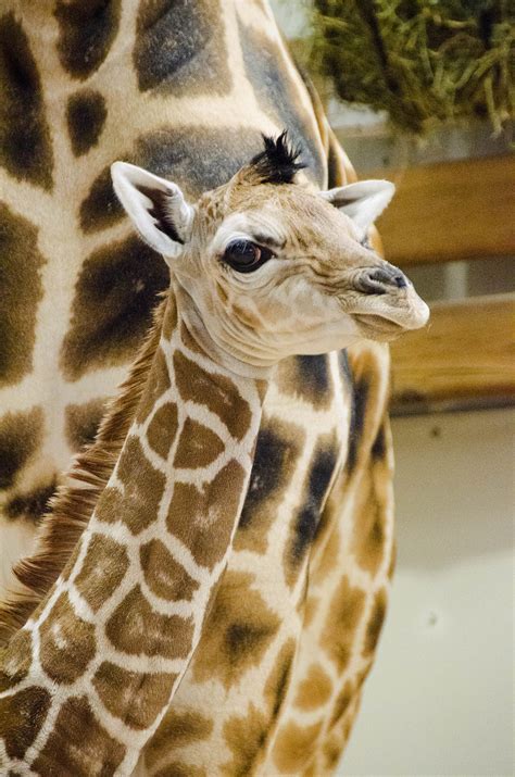 Woodland Park Zoos Baby Giraffe Aka The Cutest Thing Ever Westside