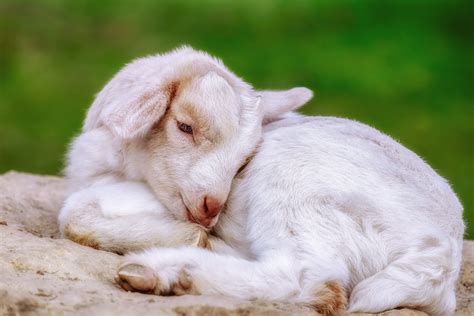Baby Goats Wallpapers Wallpaper Cave