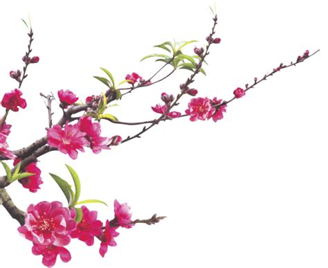 Hình ảnh Hoa đào Png đẹp Cho Dân Thiết Kế Hình Ảnh Đẹp