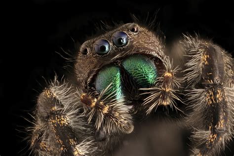 Jumping Spider Macro image - Free stock photo - Public Domain photo ...