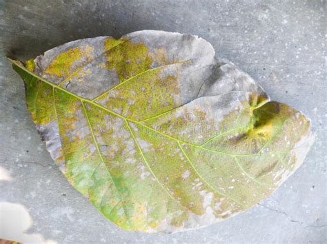 The Fallen Teak Leaves Are Starting To Dry Stock Photo Image Of