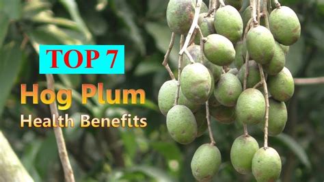 Hog Plum Top 7 Health Benefits Of June Plums Fruits And Leaves For