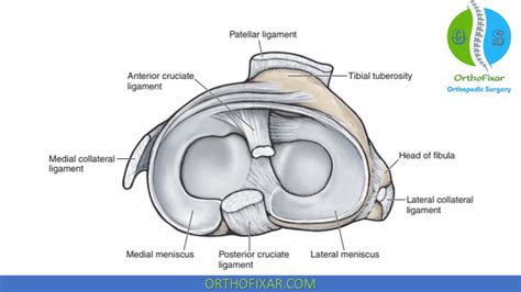Transverse Ligament Of The Knee