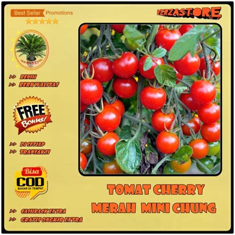Biji Benih Bibit Buah Tomat Cherry Mini Chung 25 Biji Lazada Indonesia