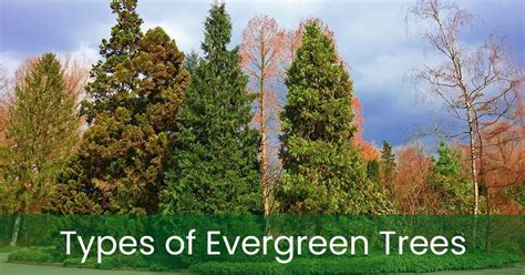 Best Types Of Evergreen Trees Top Varieties To Know About