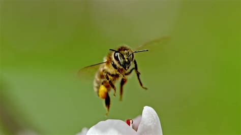 Slow Motion Bee Youtube