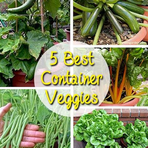 Plant squash next to tomatoes, beans, carrots, and cucumbers for even more vegetables. 5 Best Container Vegetables for Beginning Gardeners ...