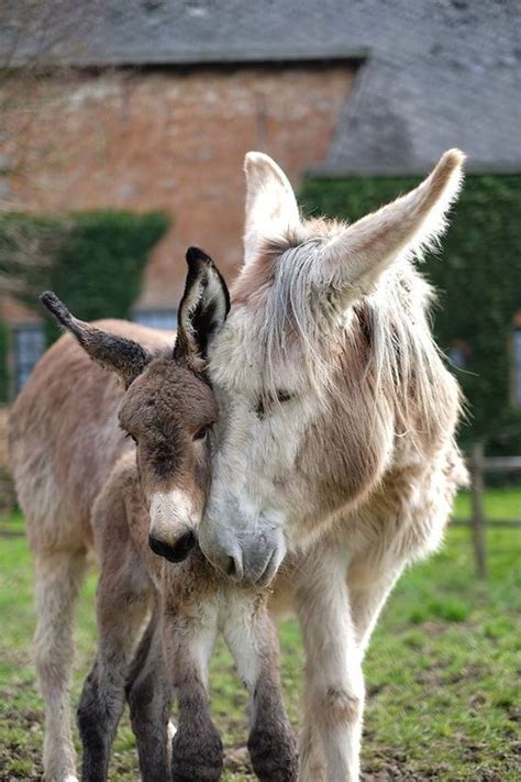 1222 Best Images About Donkey Donk On Pinterest Miniature Donkeys