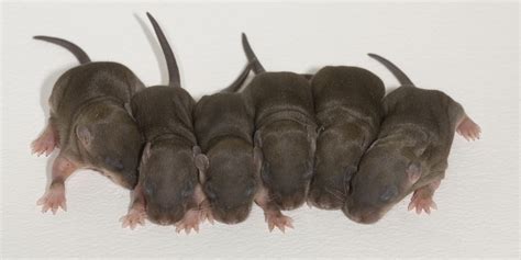 How A Failed Experiment On Rats Sparked A Billion Dollar Infant Care