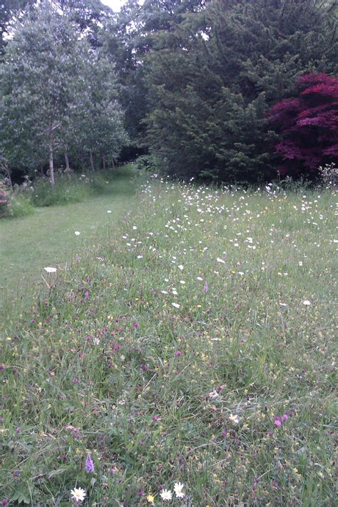 Mown Path Through Wildflower Meadow And Young Trees Garden View Wild