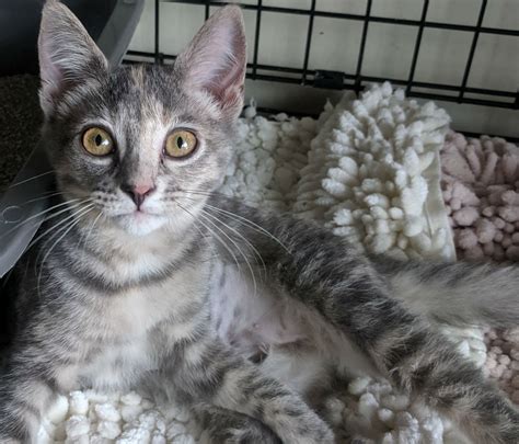 What's so alluring about a gray cat? Calico/Tabby Archives • Kitten Rescue