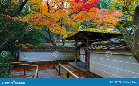 Autumn At Koto In In Kyoto Japa Stock Photo Image Of Koto Asian