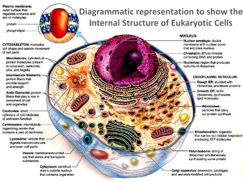 Unit One Cell And Cell Division Aice Biology Cambridge Portfolio