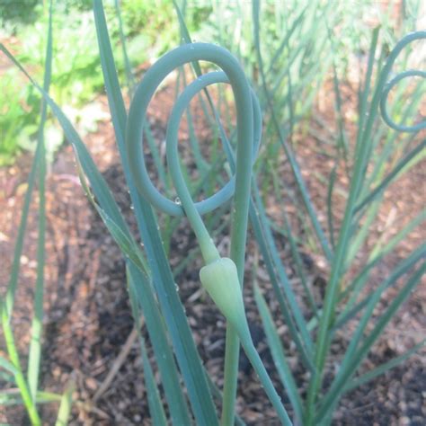 Learn About Garlic Scapes Delicious Early Garden Crop