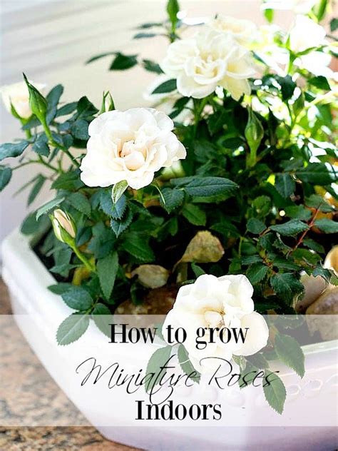 How To Care For Miniature Rose Plants Indoors Duke Manor Farm By