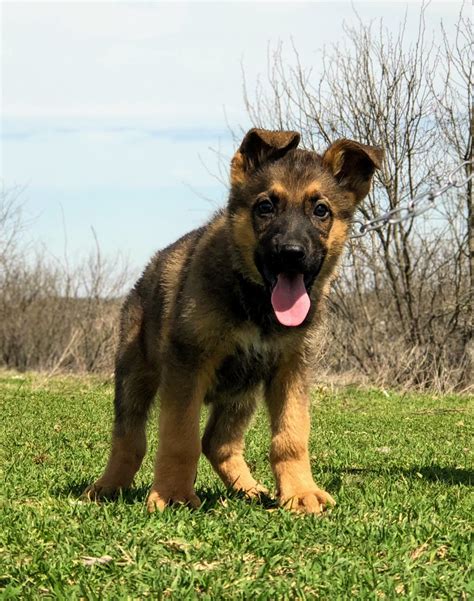 Sparer german shepherd kennels sells top quality german shepherd puppies as well as fully trained dogs for family use, protection dogs, police dogs and other about us. German Shepherd Puppies For Sale | Fort Worth, TX #274060