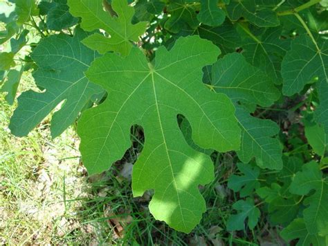 Fig Tree Identification By Leaf