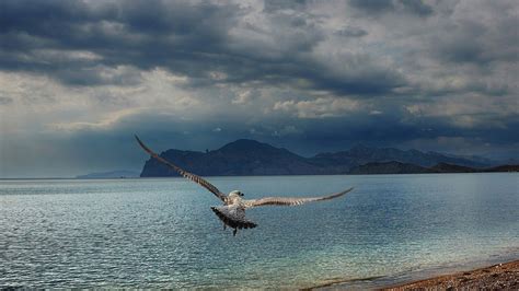 Wallpaper Gull Sea Mountains Flying Swing 1920x1080 Goodfon