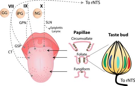 Human Tongue Taste Papillae And Their Afferent Nerve Fibers Dorsal