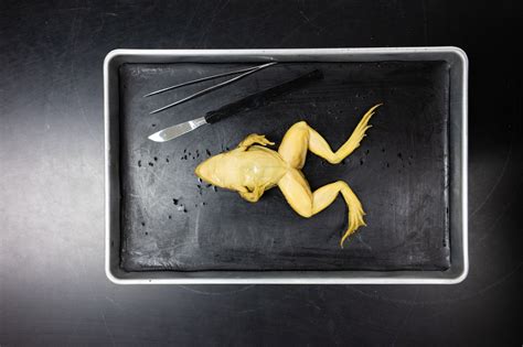 In The Clapham Classroom Frog Dissection