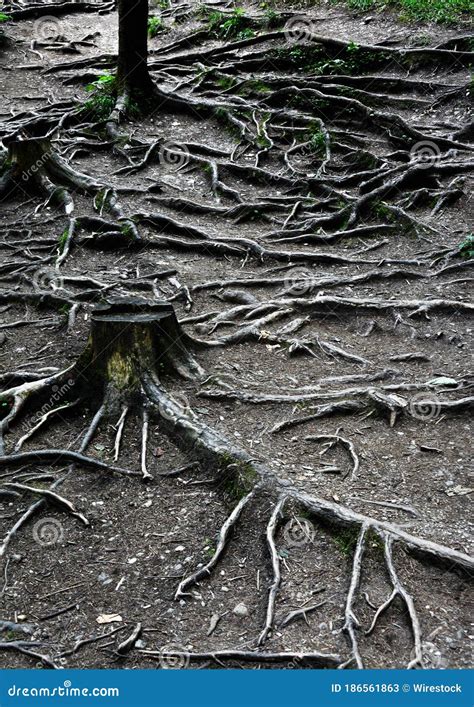 Vertical Shot Of Impressive Surface Tree Roots Stock Image Image Of