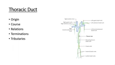 Gross Anatomy Thorax Thoracic Duct Youtube