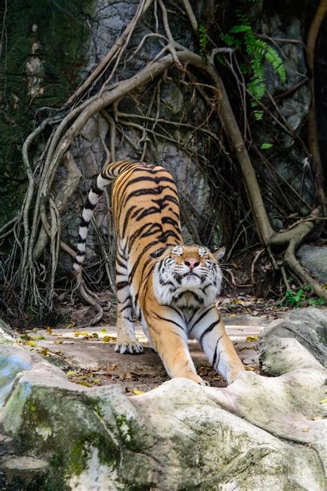 Tiger Stretching Stock Image Image Of Asian Prowl Rocks 973959