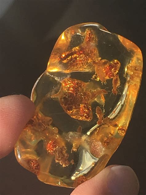 Amber Fossil Rock Natural Collectible Specimen Copal