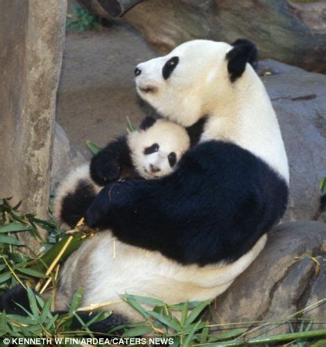 Baby Panda With Its Mother Cute Animals Pinterest