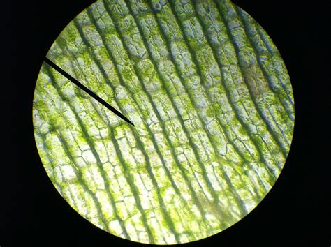 Microscope Elodea Leaf Cell Micropedia
