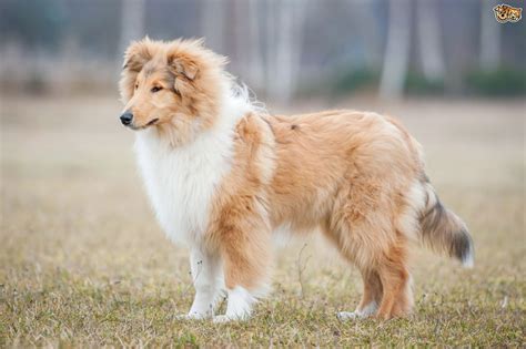 Rough Collie Dog Breed Facts Highlights And Buying Advice