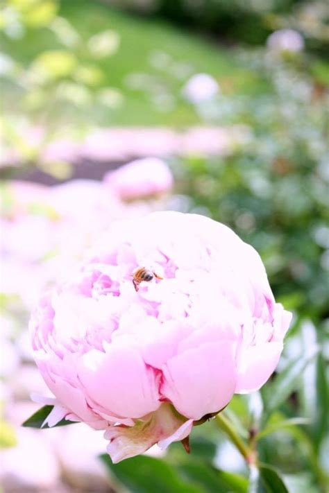 Tips And Tricks For The Best Peonies The Tattered Pew