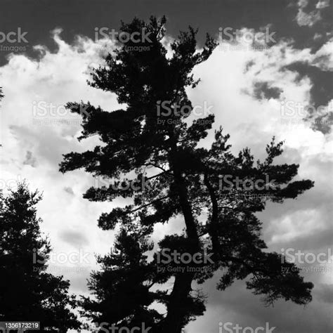 Dramatic Tree Stock Photo Download Image Now Art Beauty Beauty In