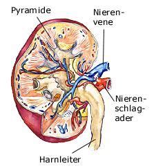 Suchen sie nach innere organe von frauen. Nieren | Menschlicher körper anatomie, Anatomie, Anatomie ...