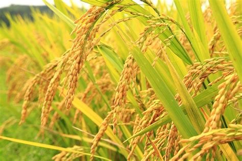 Cili jabe' ladak sawah padi umah buah buã' ong ungeen ekor ikuy tikiu ekoy ikuy telur teluy teluh telu telu tejeow masakan ba' kun anhenanak matahari matah lãw mata daw matadullah hutan tang kiban meran hari lãw daw ndaow jarum tus taud tali talay talei talay tanah tanak tanak tanak pasir nãy atip ret tikar jali' jalik bantal luwan ulan Cara Menanam Padi : Pelajari 8 Metode Tanam Ini