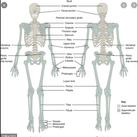 Appendicular And Axial Skeleton Chapter 7 Flashcards Quizlet