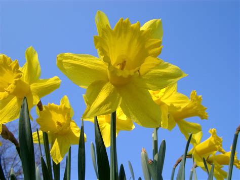 Free Stock Photo Of Yellow Daffodil Flowers Under A Clear Blue Sky