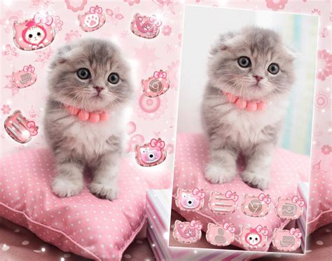 19 Wallpaper Kucing Kartun Pink