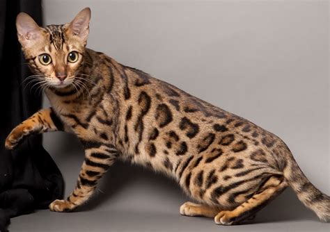 Bengal Cat One Of The Worlds Most Expensive Cat
