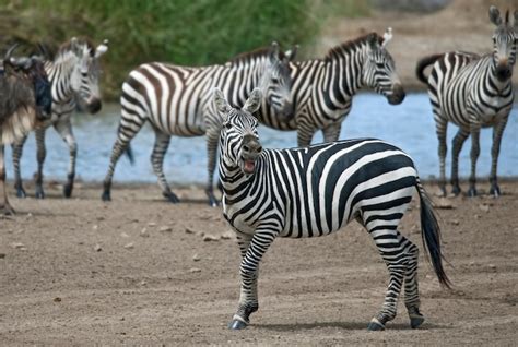 Premium Photo Zebra In Serengeti National Park