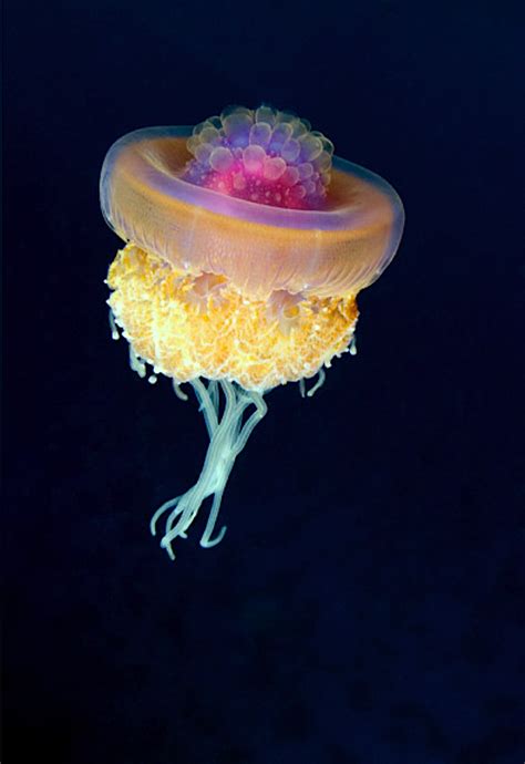 Crown Jellyfish Jellyfish Species Beautiful Sea Creatures Jellyfish