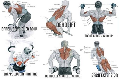 Exercise To Build Big Back Muscles Back Muscles Back Muscle