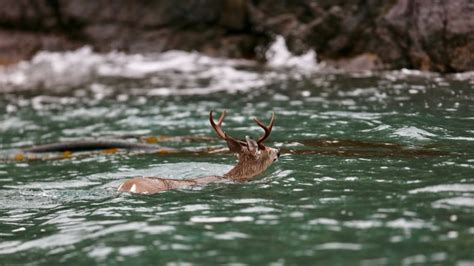 Deer In Water Encounters Killer Whales Off Bc Coast Cbc News