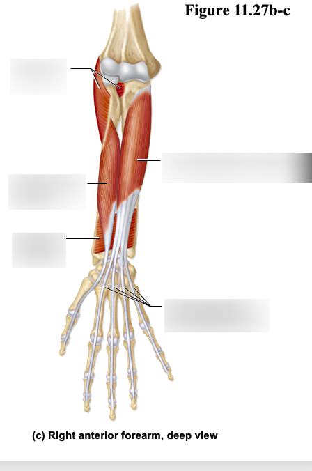 Anterior Forearm Muscles Deep Diagram Quizlet